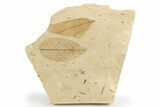 Two Oligocene Fossil Leaves - France #254357-1